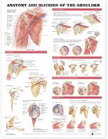 Anatomy and Injuries of the Shoulder Anatomical Chart